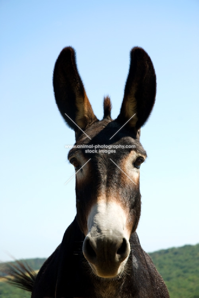 donkey looking at camera