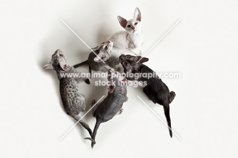 five peterbald kittens, 12 weeks old