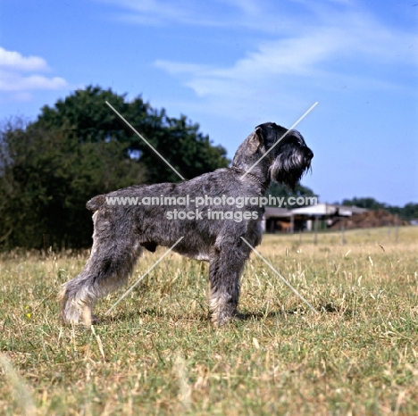 side view of giant schnauzer