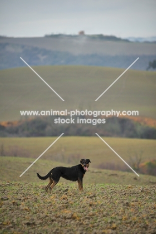 Mongrel dog standing on an hill