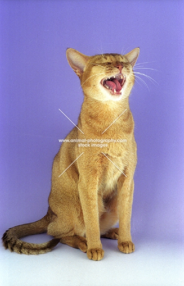 sorrel abyssinian laughing