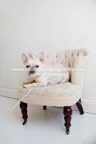 Fawn French Bulldog lying on matching tan tufted chair.