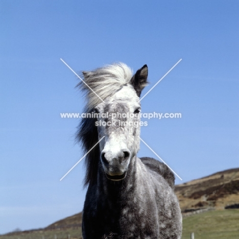 Eriskay Pony