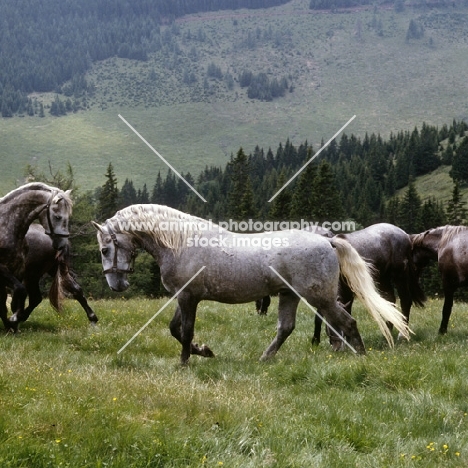 lipizzaner colts at stubalm, piber