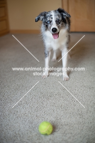 Blue merle Australian Shepherd with tennis ball.