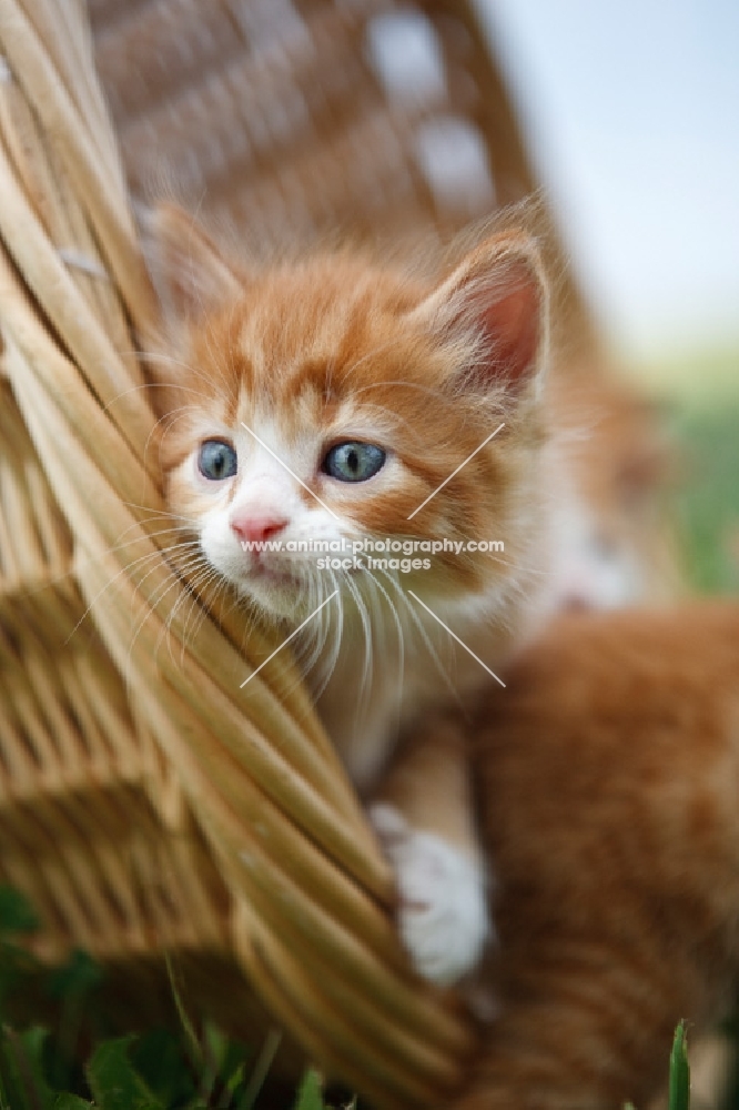 kitten in basket