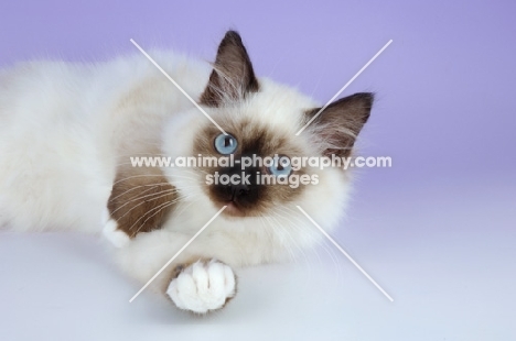 young seal point birman cat