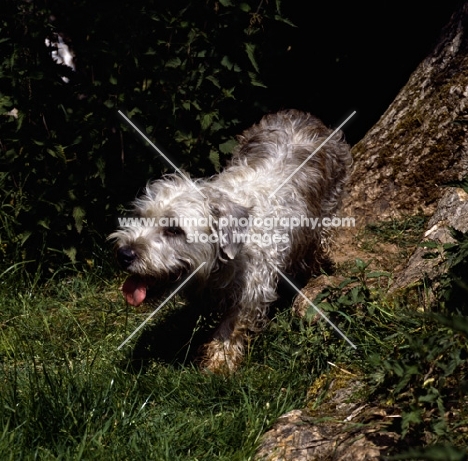 muddy glen of imaal terrier