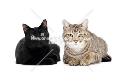 black and tabby shorthair, looking at camera