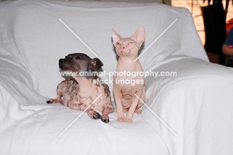 American Hairless Terrier and Sphynx Cat