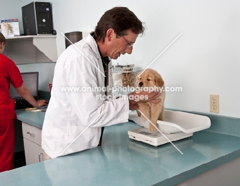 Golden Retriever puppy being weighed at the vets