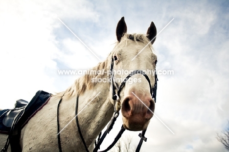 Tacked Appaloosa against sky