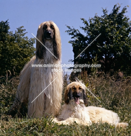 ch shere khan of tarjih and bletchingley kushi, afghan hound and puppy on grass 