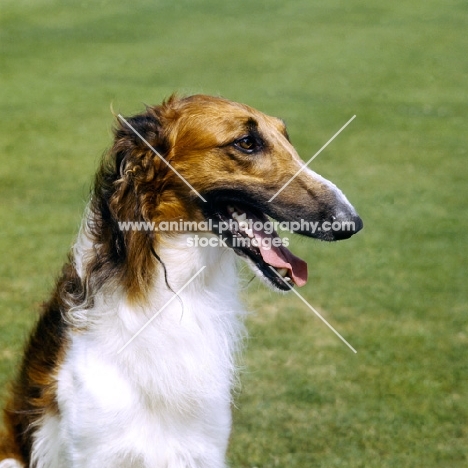 borzoi portrait