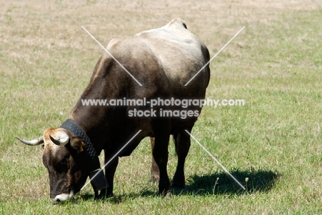 cow with bell grazing in a field