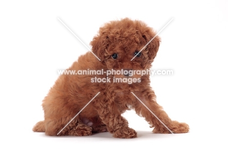 apricot coloured Toy Poodle puppy sitting down
