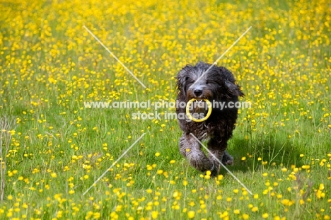 Dog running through field of buttercups, toy in mouth