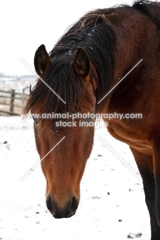 Morgan horse in winter