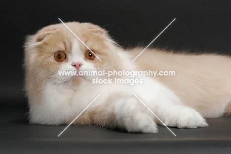 Scottish Fold Longhair, Cream Mackerel Tabby & White, resting