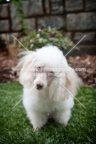 miniature poodle tilting head