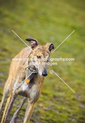 Greyhound on grass