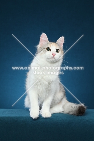 Turkish Van sitting on blue background