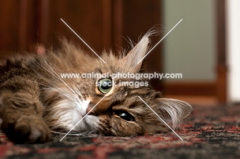 Domestic Longhair cat lying on carpet