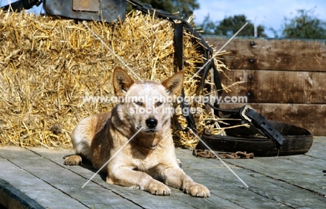 australian cattle dog on a trailer