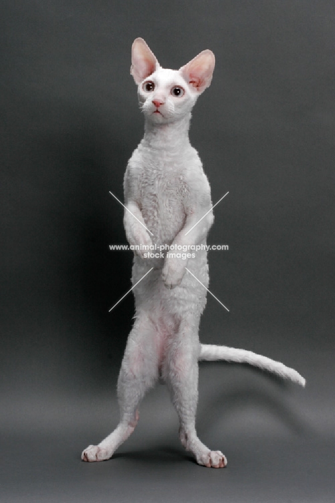 white Cornish Rex, standing on hind legs