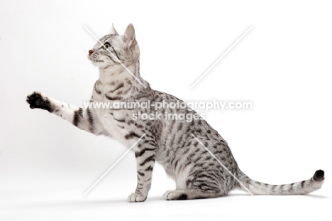 Egyptian Mau, Silver Spotted Tabby, one leg up