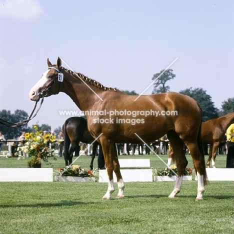 Hanoverian at a show and auction at Verden