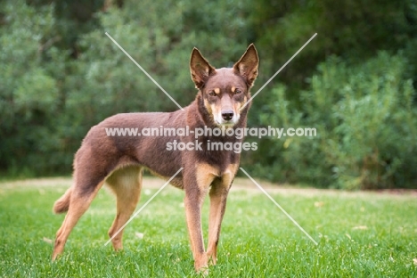 Kelpie standing on grass