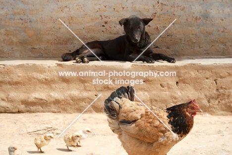 hen and her chicks being watched by a dog