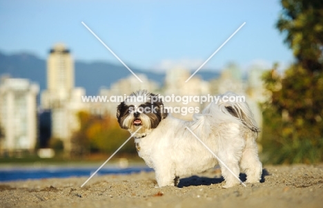 Shih Tzu standing on beach