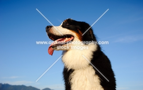 Bernese Mountain Dog, low angle