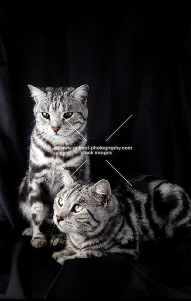 two silver tabby british shorthair cats