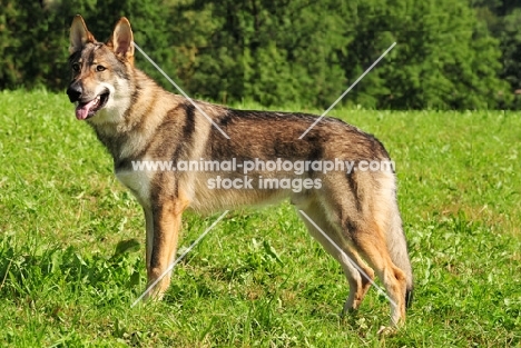 Czechoslovakian wolfdog (aka Ceskoslovensky Vlcak) in field
