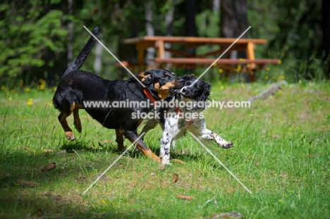 black and white english springer spaniel and mongrel dog playing in a mountain landscape