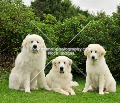 three Pyrenean Mountain Dog