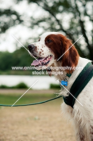 Irish red and white setter on lead