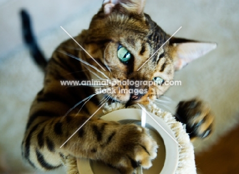 Bengal cat sniffing scratch post