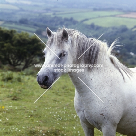 shilstone rocks snowfall, beautiful dartmoor mare head and shoulders