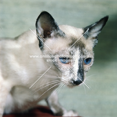 ch rivendell apache, tortoiseshell point siamese cat