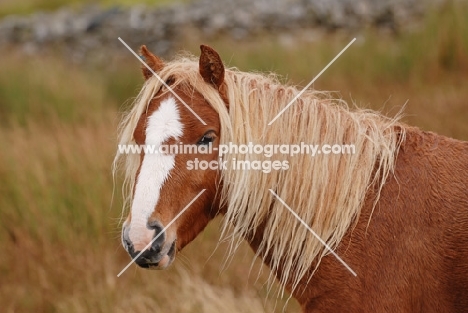 wild welsh mountain pony in Llanllechid Mountains, Wales