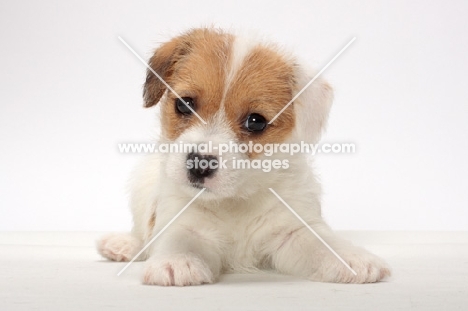 rough coated Jack Russell puppy, front view