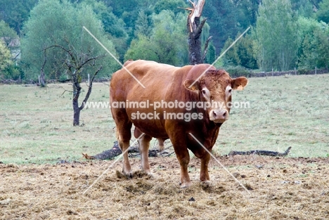 limousin bull in france