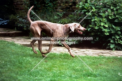 undocked weimaraner cantering