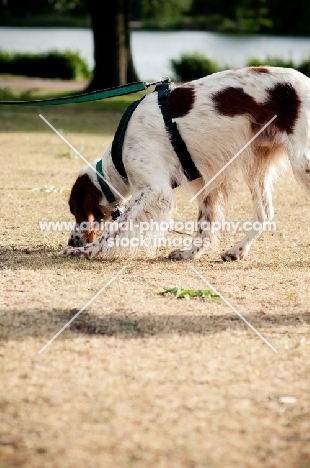 Irish red and white setter in harness