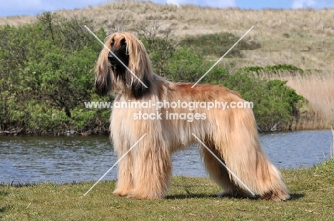 Afghan Hound side view