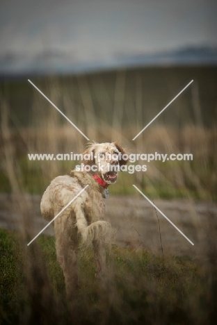 orange and white english setter standing in tall grass and looking back at camera
